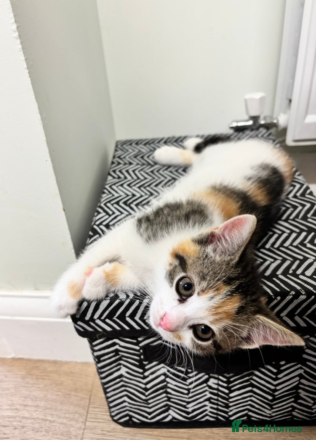 Domestic Shorthair cats for sale: Sweet, Playful Kittens Ready for Loving Homes 🐱 - Image 21