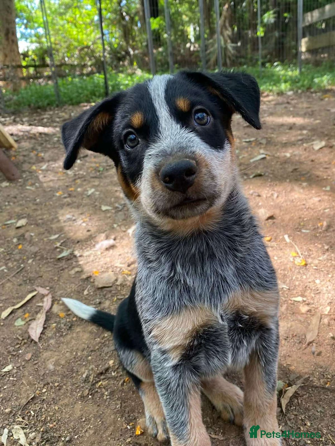 Australian Cattle Dog dogs for sale: Sweet And Loveable Litters Australian Cattle Dogs - Advert 8