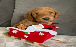 Cockapoo dogs for sale: Cockerpoo - Advert 3