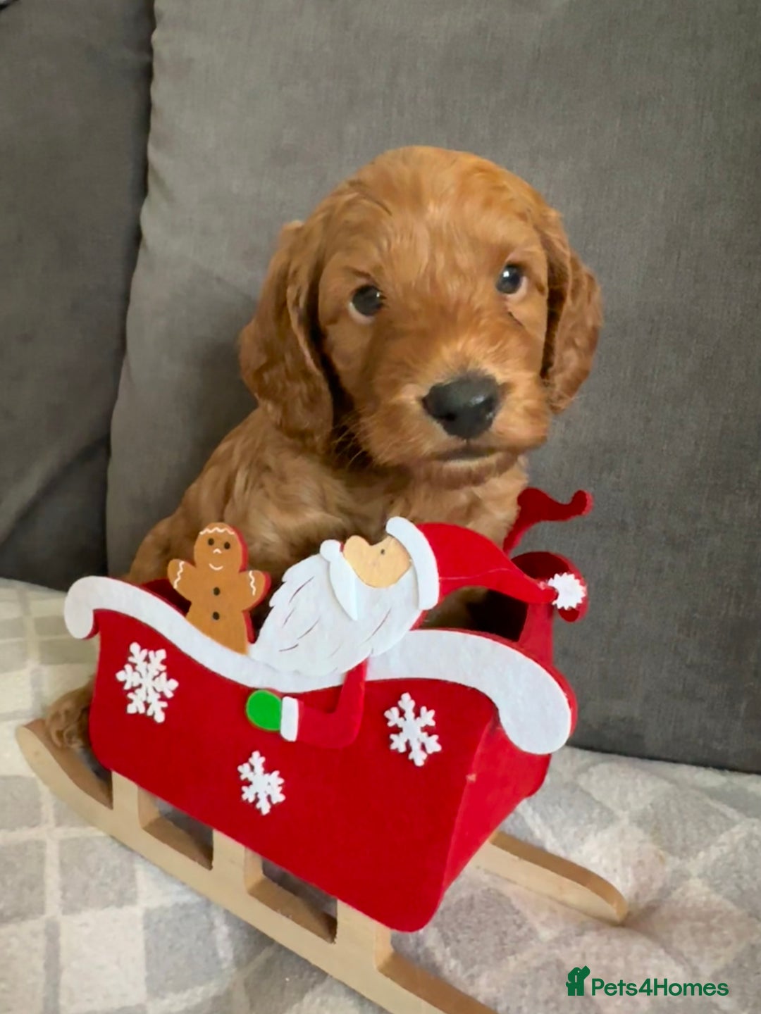 Cockapoo dogs for sale: Cockerpoo - Advert 3