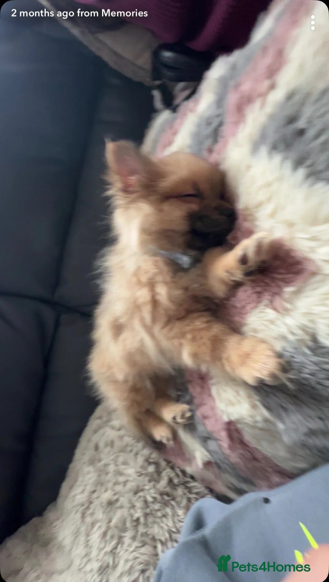 Pomchi dogs for sale: Pomchi 4 months old  - Advert 2