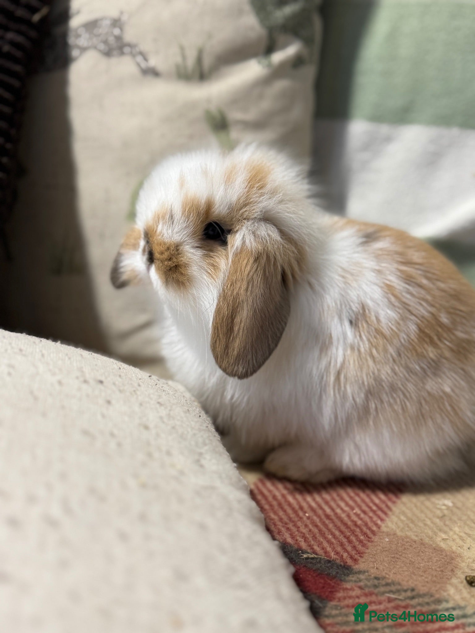 Mini Lop rabbits Gorgeous mini lop & lion lop babies (vaccinated)  - Advert 2