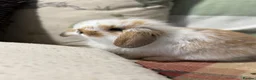 Mini Lop rabbits for sale: Gorgeous mini lop & lion lop babies (vaccinated)  - Advert 2