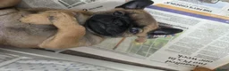 Mixed Breed dogs for sale: Puffin Puppies - Advert 9