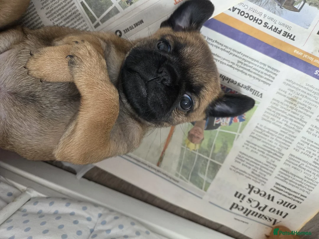 Mixed Breed dogs for sale: Puffin Puppies - Advert 9