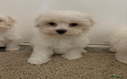 Maltipoo dogs for sale: Maltipoo puppies  - Image 2