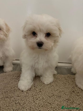 Maltipoo dogs - Advert 2
