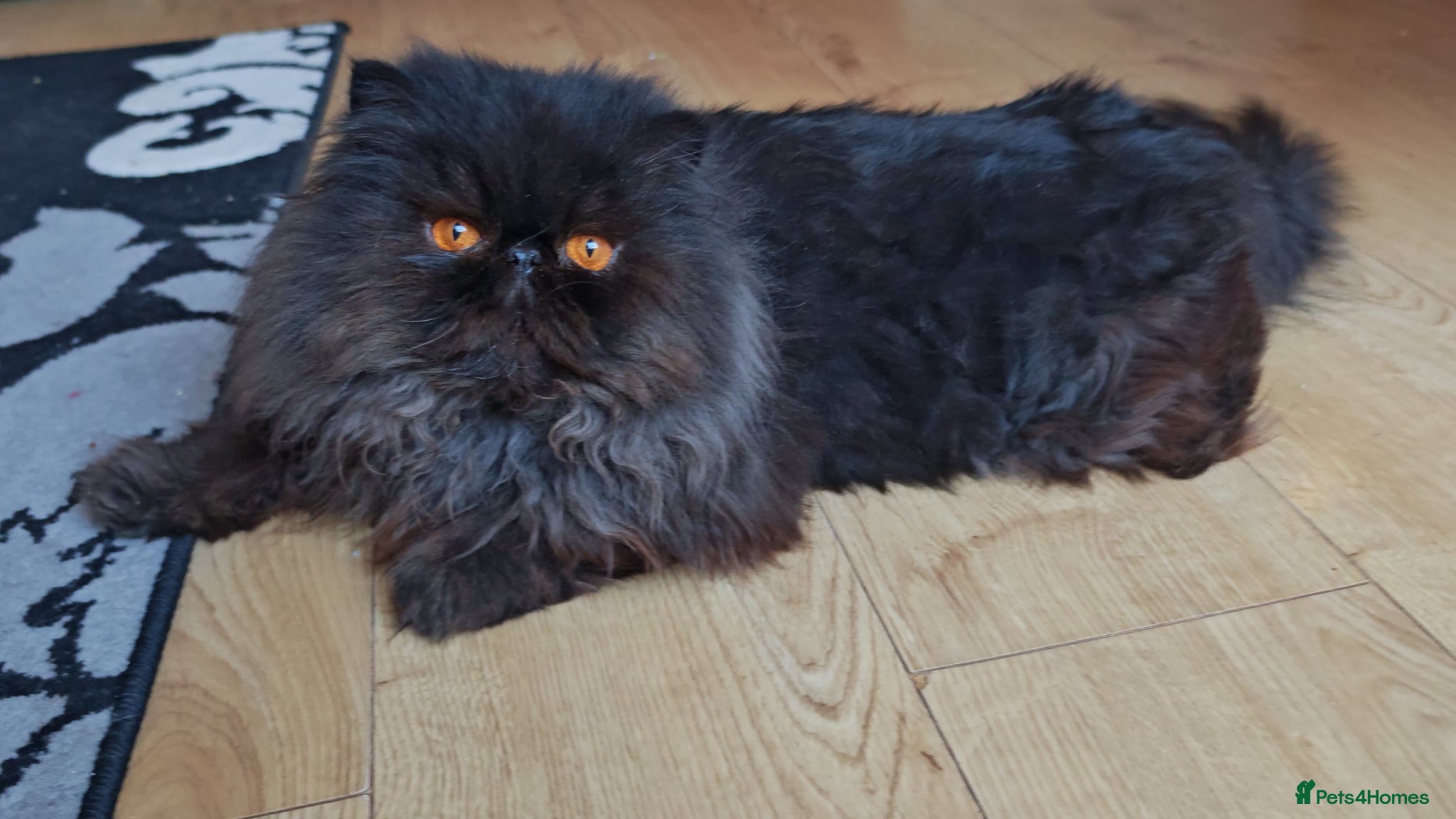 Persian cats Intact active adult black male - Advert 1