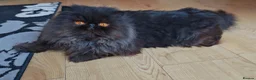 Persian cats for sale: Intact active adult black male - Advert 1