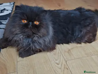Persian cats Intact active adult black male - Advert 9