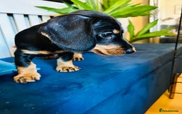 Miniature Dachshund dogs for sale: *1 boy remaining* black and tan Mini Dachshund  - Advert 2