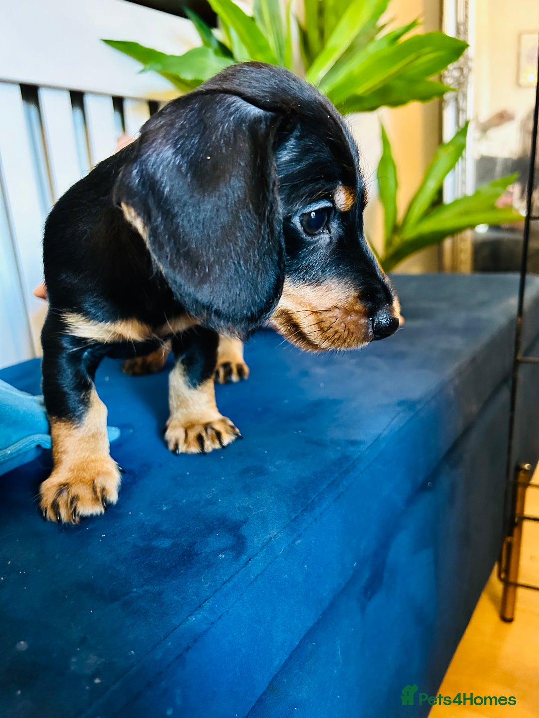 Miniature Dachshund dogs for sale: *1 boy remaining* black and tan Mini Dachshund  - Advert 2