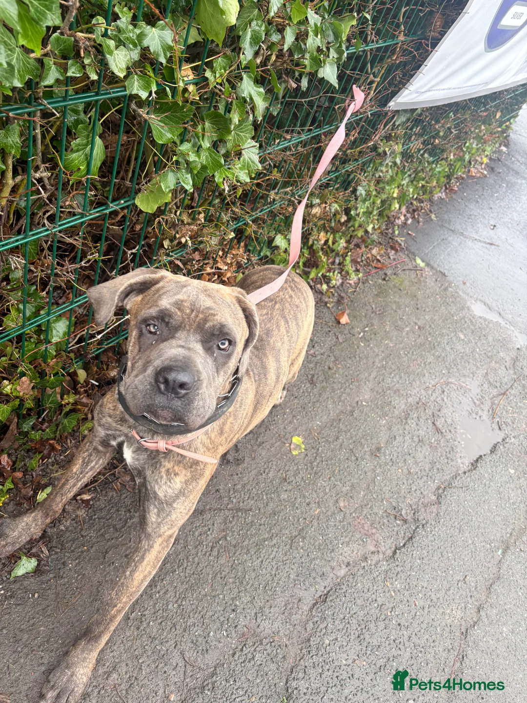 Cane Corso dogs for sale: cane corso  in Herne Bay - Advert 1