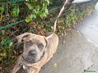 Cane Corso dogs cane corso in Herne Bay - Advert 2