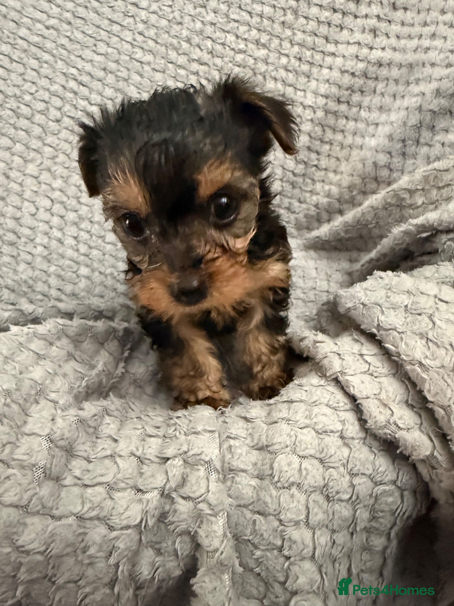 Mixed Breed dogs 4 YorkiePoo puppies - Advert 9