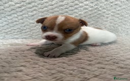 Jack Russell dogs for sale: Stunning litter of miniature Jack Russell puppies - Image 15