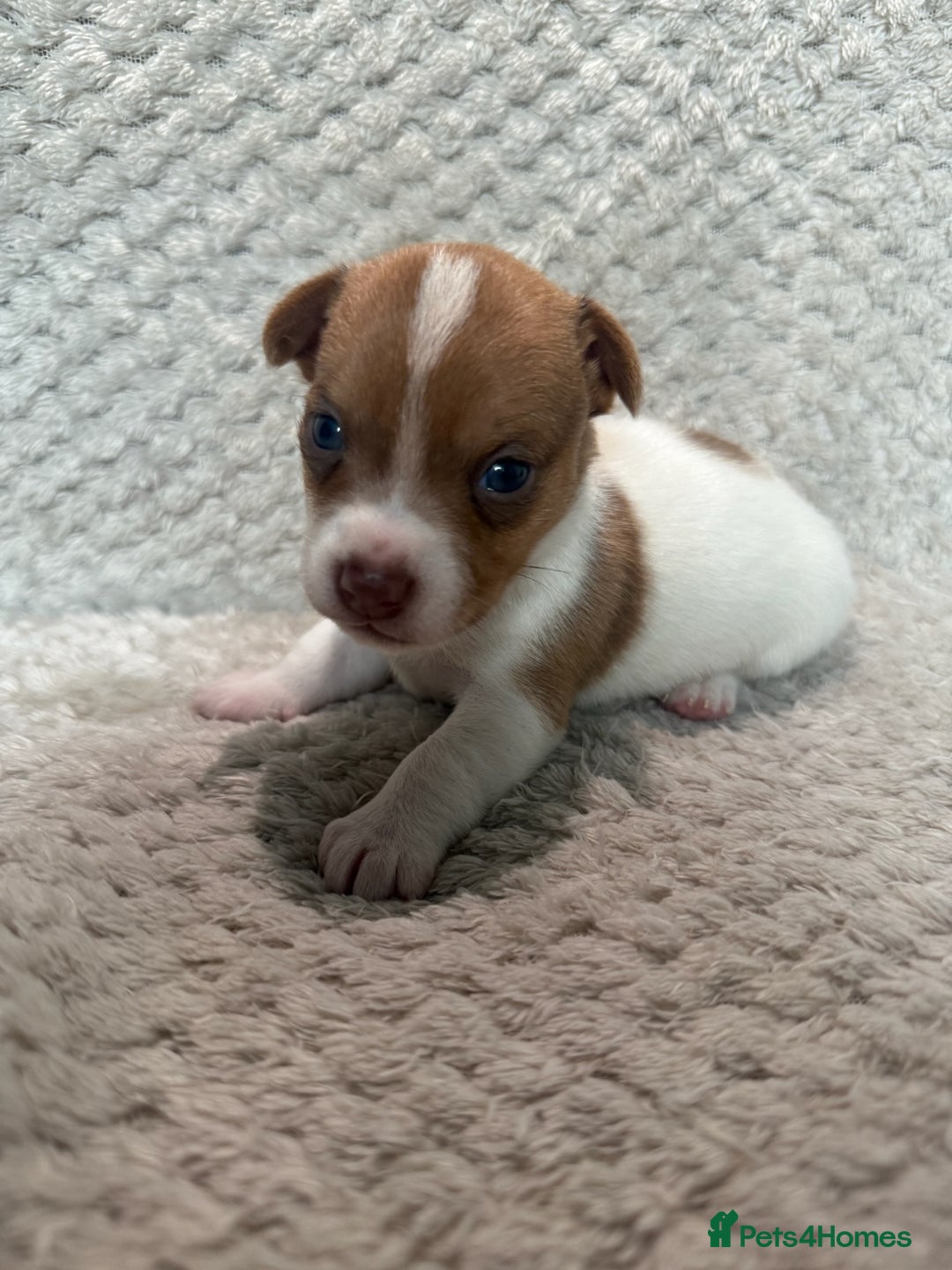 Jack Russell dogs for sale: Stunning litter of miniature Jack Russell puppies - Image 15