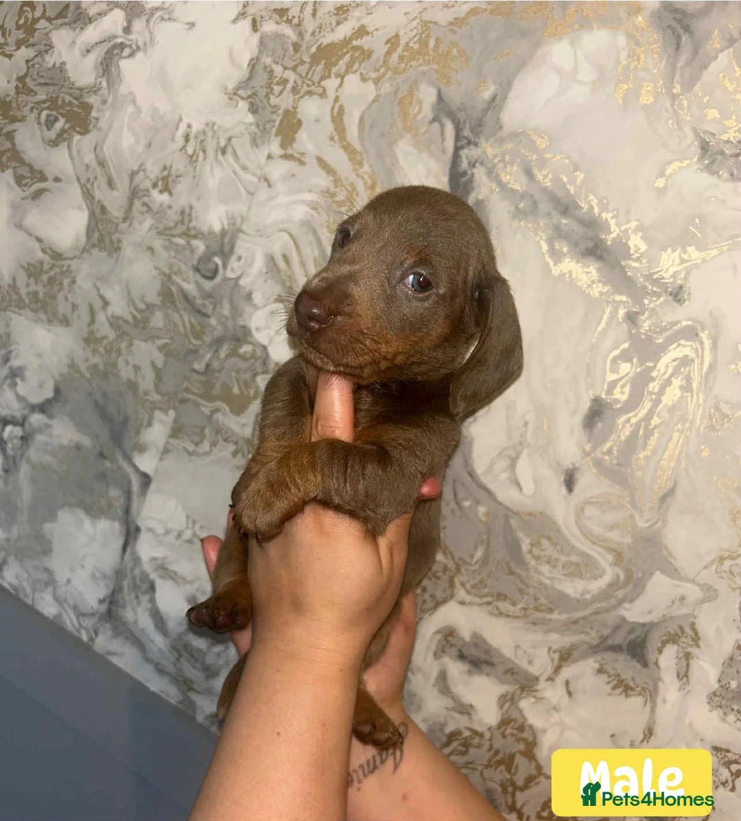 Miniature Dachshund dogs for sale: Minature Dachshund puppys  - Advert 30
