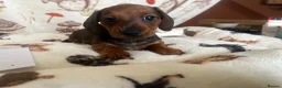 Miniature Dachshund dogs for sale: Dachshund-mini smooth - Advert 3