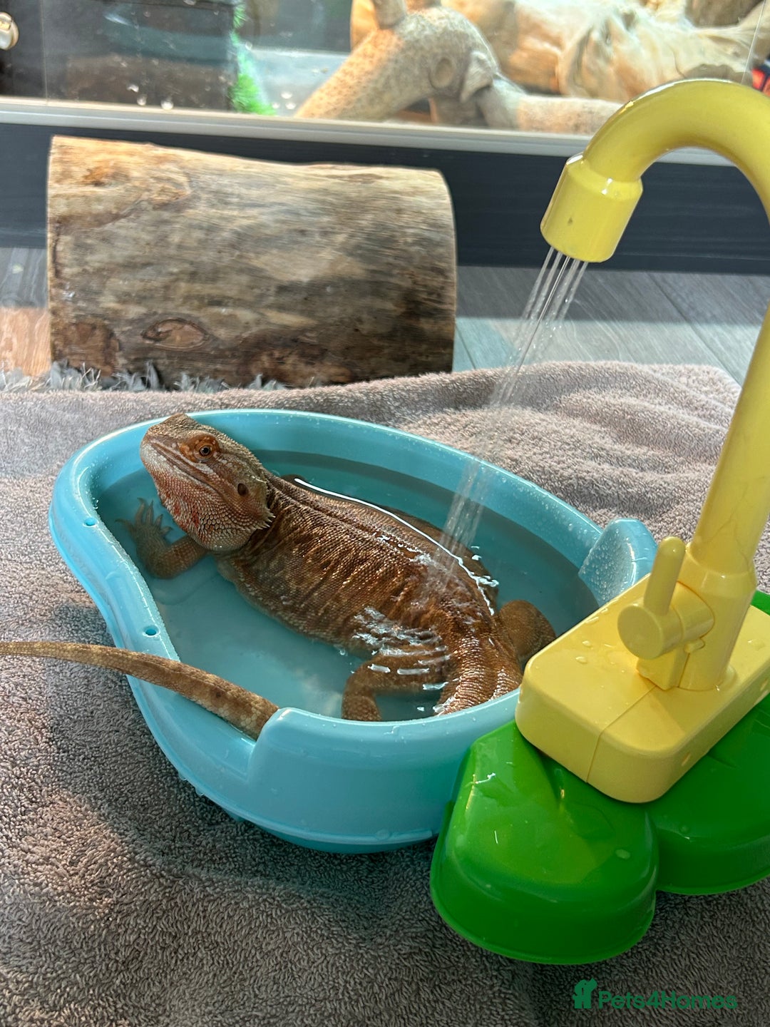 Bearded Dragon reptiles for sale: Orange hypo blue bar female dragon with set up - Image 9