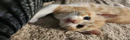 Mixed Breed cats for sale: 3 beautiful kittens  in Stockton-on-Tees - Advert 12