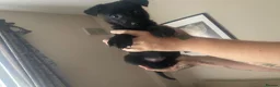 Mixed Breed dogs for sale: Beautiful puppies looking for the new home  - Advert 8