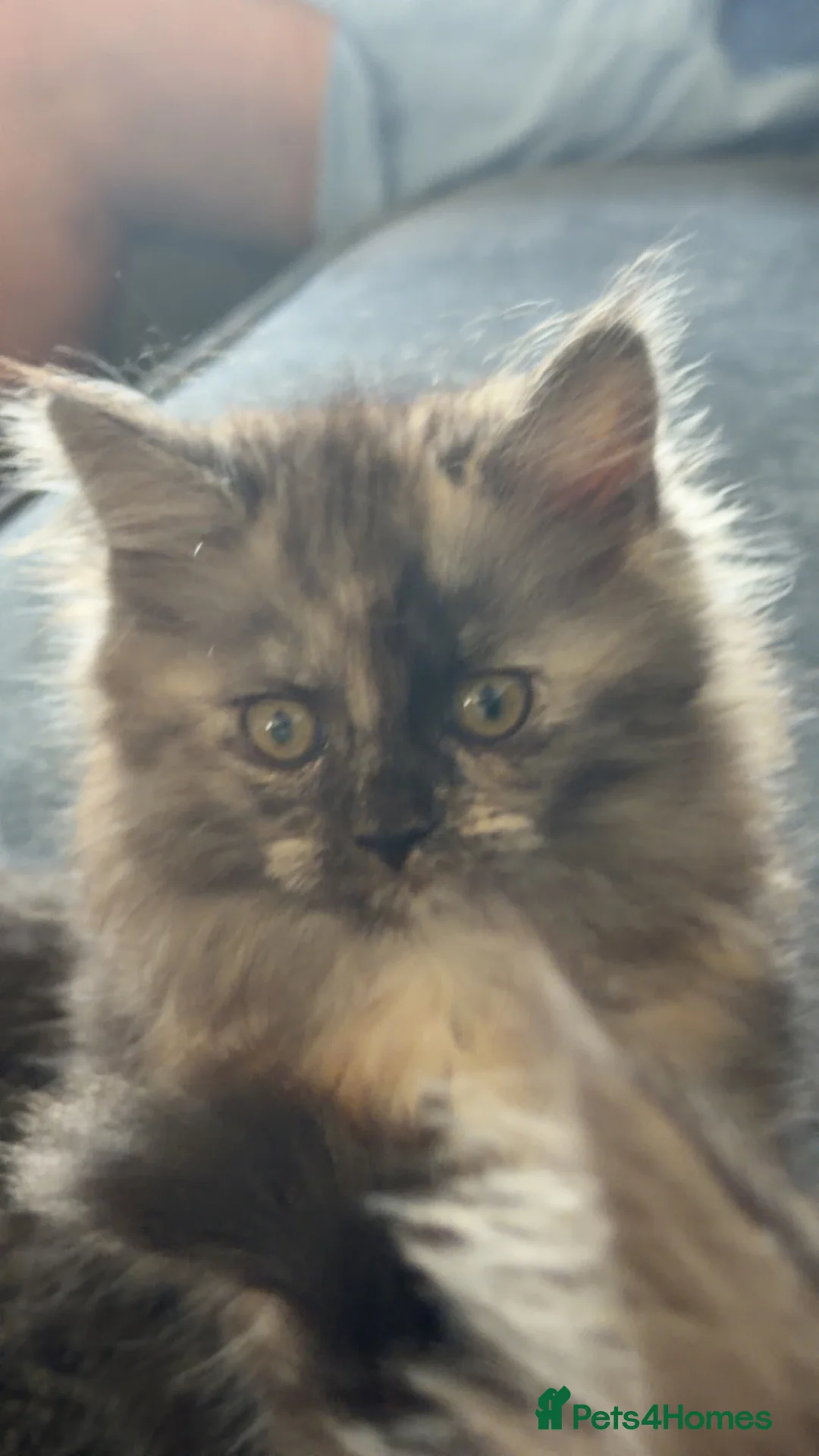 Maine Coon cats for sale: Stunning female Mainecoon  - Advert 2