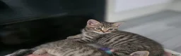Domestic Shorthair cats for sale: 2 beautiful tabby kittens  - Advert 9