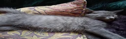 Mixed Breed cats for sale: ⭐️🐈SUPERB BENGAL X RUSSIAN BLUE 🐈⭐️ in Hatfield - Advert 15