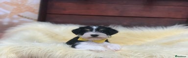 Miniature Schnauzer Puppy 1