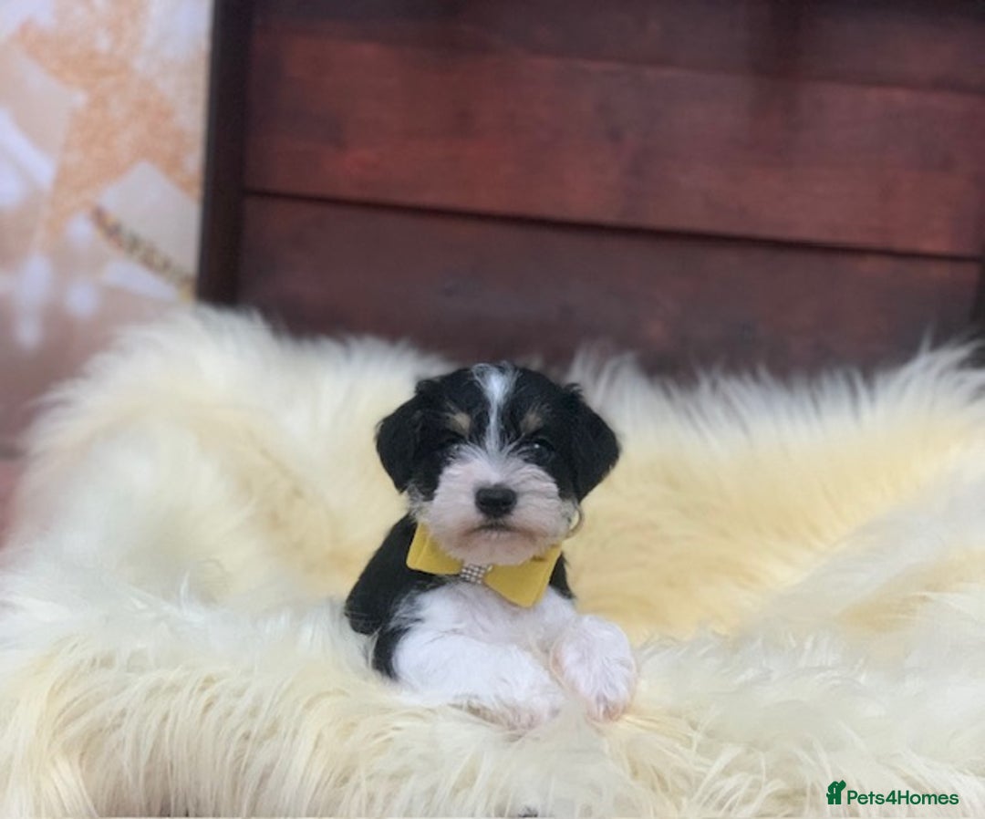 Miniature Schnauzer dogs for sale: 5* LICENSED. KC MINI ( TOY) SCHNAUZER LITTER - Advert 8