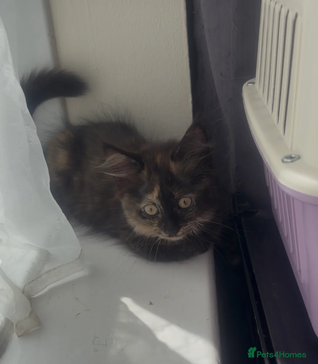 Mixed Breed cats for sale: 3 kitten rehoming - Advert 2