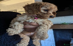 Mixed Breed dogs for sale: Cavapoo/ cockapoo puppy ready now  - Image 5