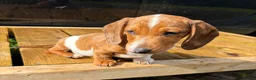 Miniature Dachshund dogs for sale: Miniature dachshund boys 🐾 - Advert 3
