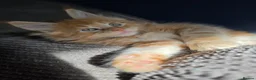 Maine Coon cats for sale: Five Beautiful Maine Coon Kittens - Advert 17