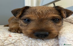 Lakeland Terrier dogs for sale: 5 Gorgeous Lakeland Terriers  - Image 5