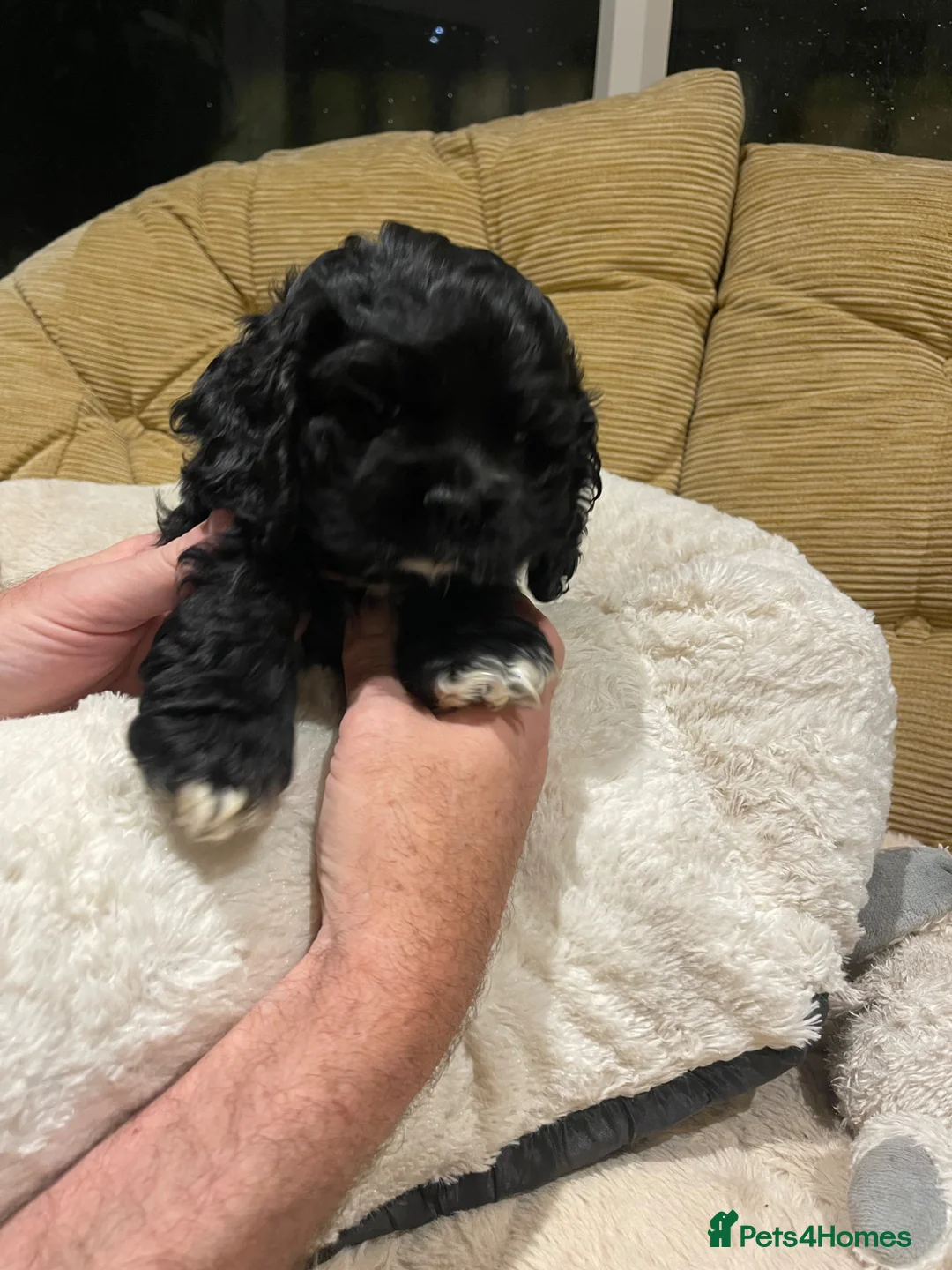 American Cocker Spaniel dogs for sale: Exquisite American cocker spaniel  in Mansfield - Advert 2