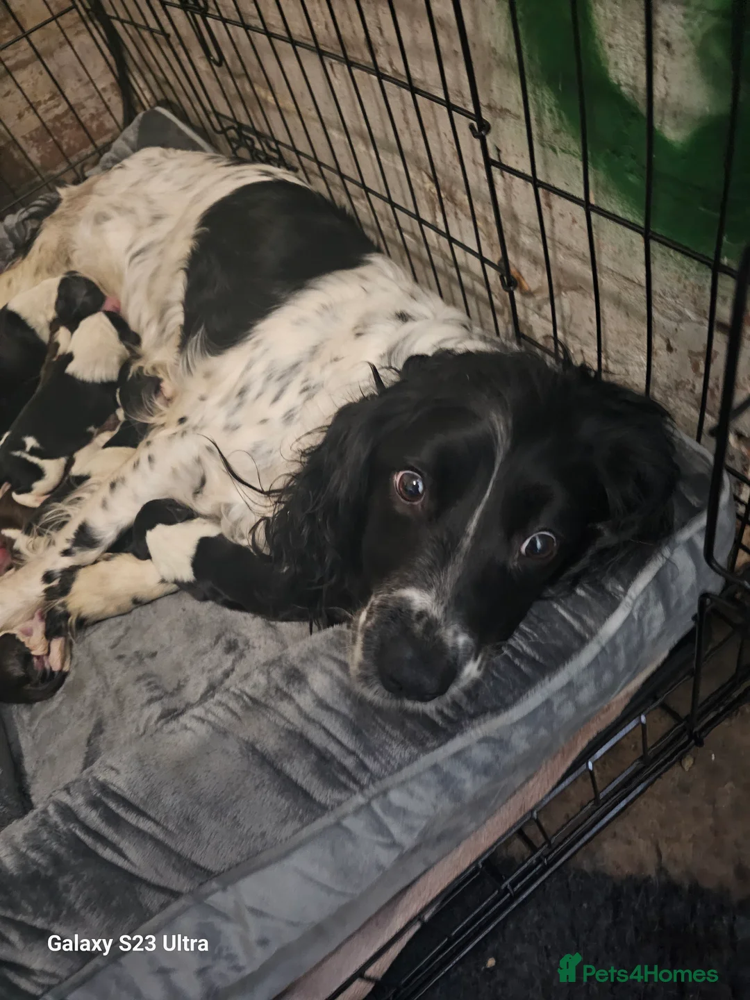 Mixed Breed dogs for sale: Sprollie pups - Advert 16