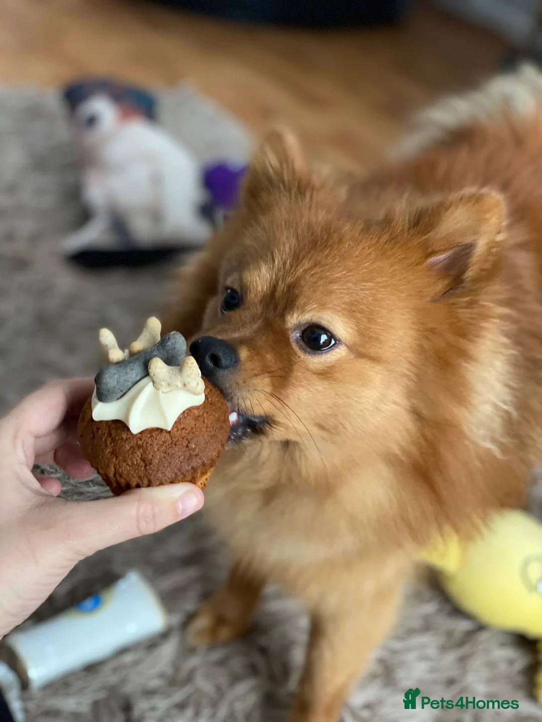 Pomeranian dogs for stud: Teddy is FOR STUD  in Cwmbran - Advert 7