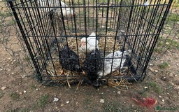 Chickens poultry for sale: Whole Laying Hen Flock for Sale, chicks, hens. - Image 3
