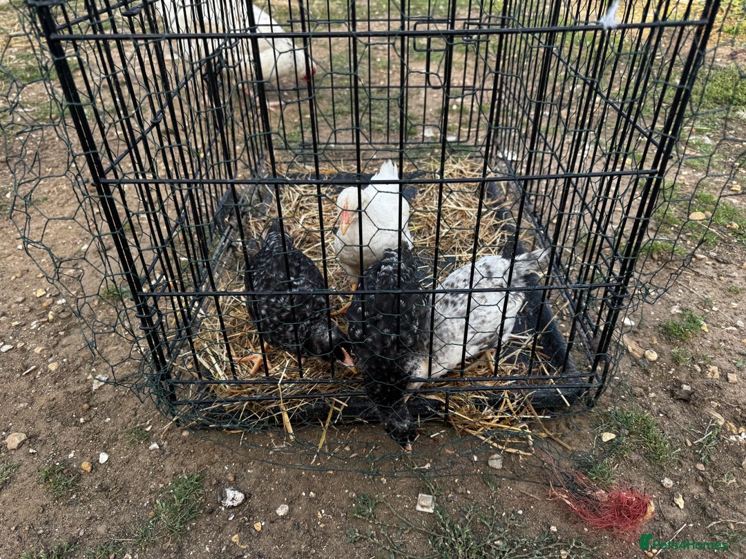 Chickens poultry for sale: Whole Laying Hen Flock for Sale, chicks, hens. - Image 3