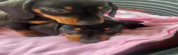 Miniature Dachshund dogs for sale: Miniature Dachshund Girls Ready to go now in Ashbourne - Advert 5