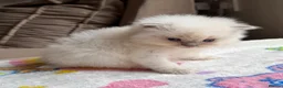 Ragdoll cats for sale: Full TICA Reg Ragdolls - Advert 16