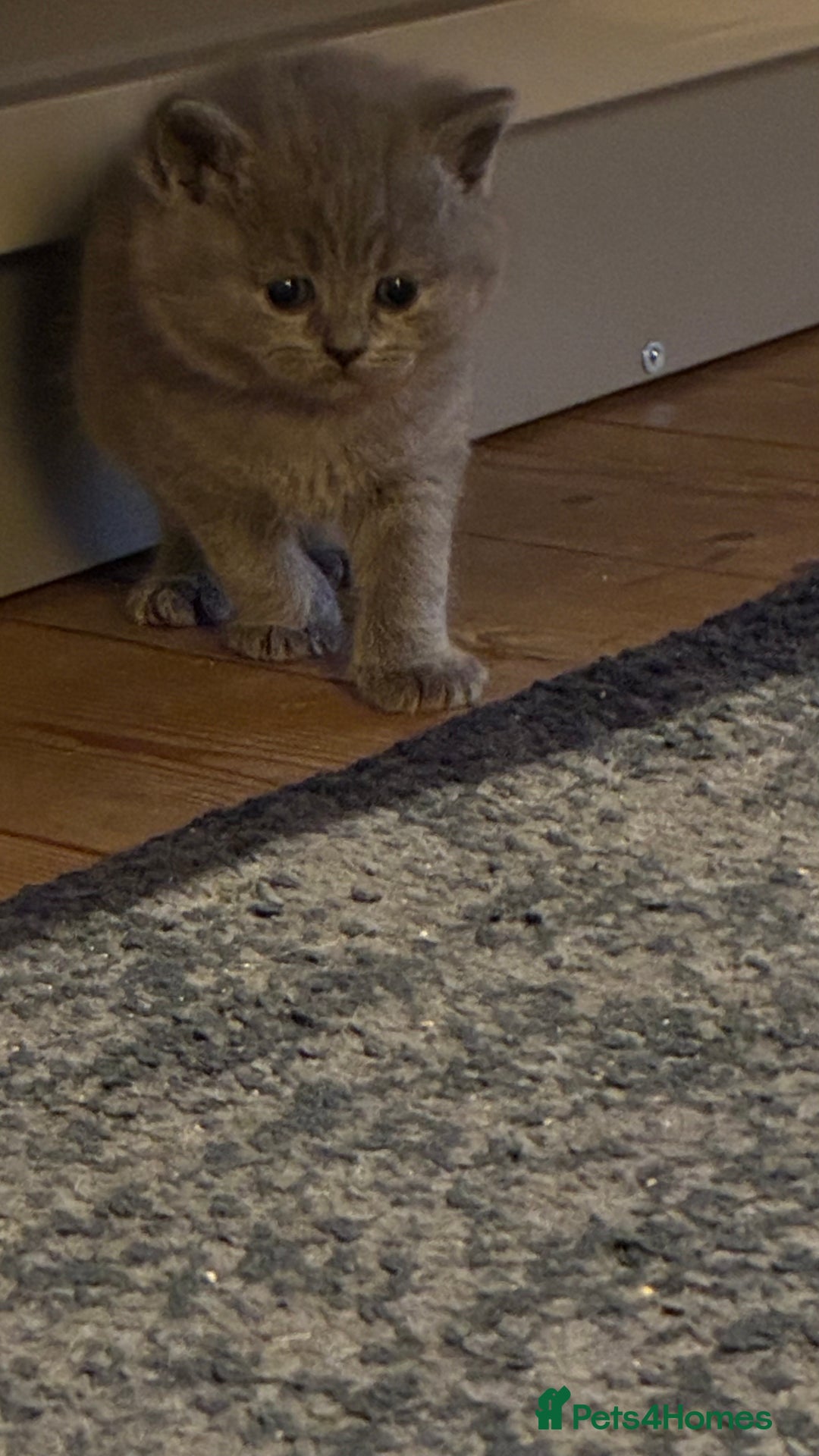 Scottish Fold cats for sale: 6 beautiful Scottish fold kittens - Advert 22