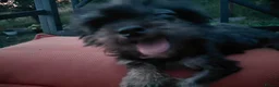 Mixed Breed dogs for adoption: 🖤 WINK - HE WAS THROWN AWAY LIKE RUBBISH...🖤 - Advert 9