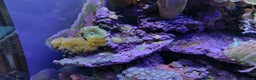 Other/Mixed Breed fish for sale:  600L Full Reef System With Fish & Corals - Advert 4