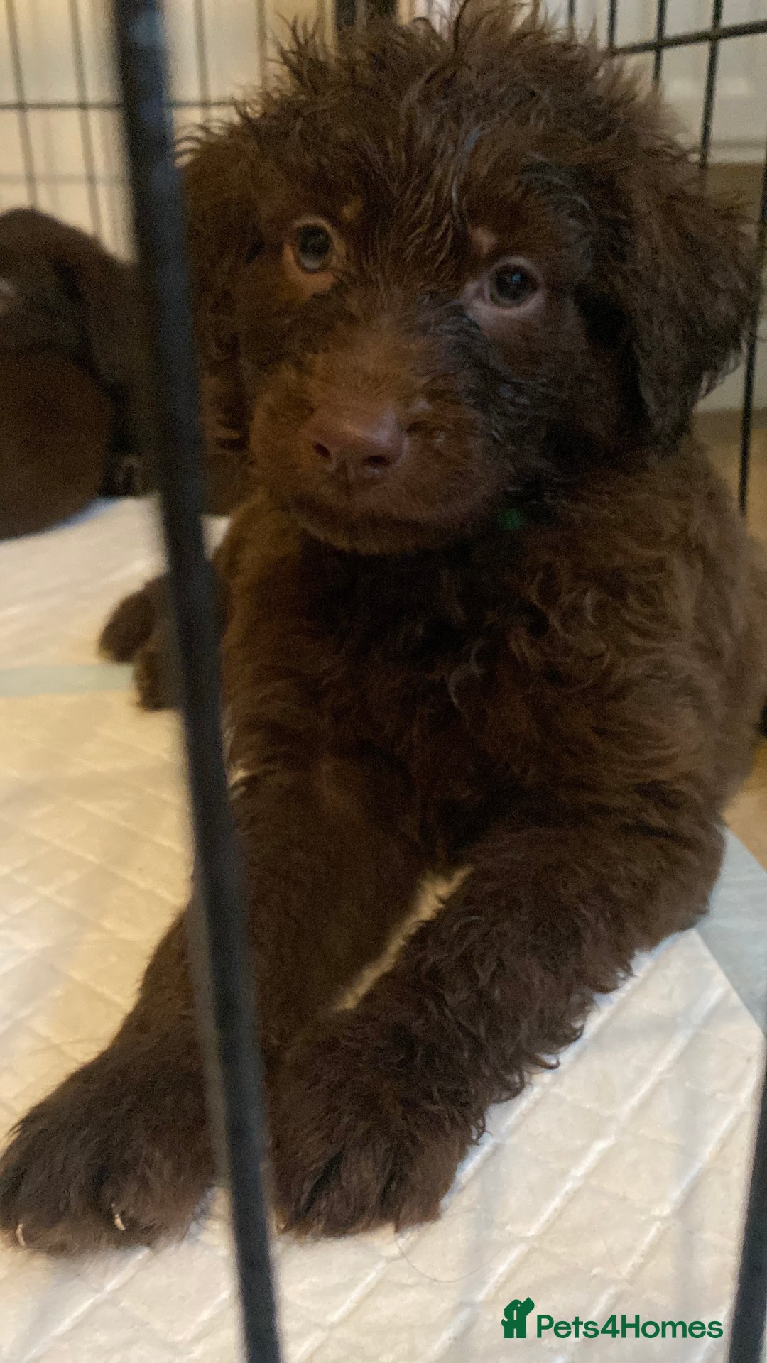 Mixed Breed dogs for sale: Beautiful Puppies – ONLY / LEFT!!! - Advert 20