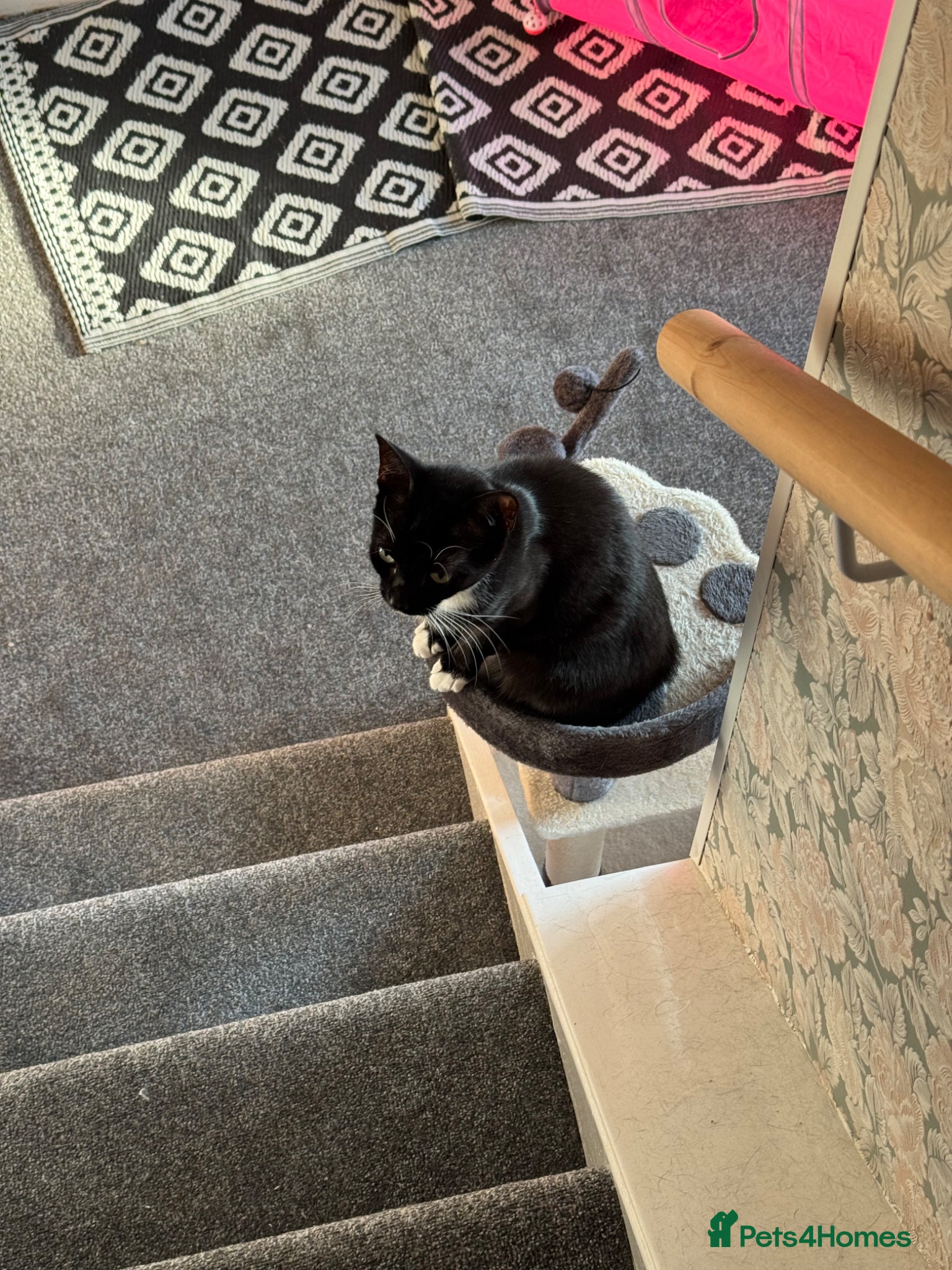 Domestic Shorthair cats Bella - Advert 1