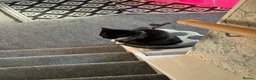 Domestic Shorthair cats for sale: Bella in Durham - Advert 1