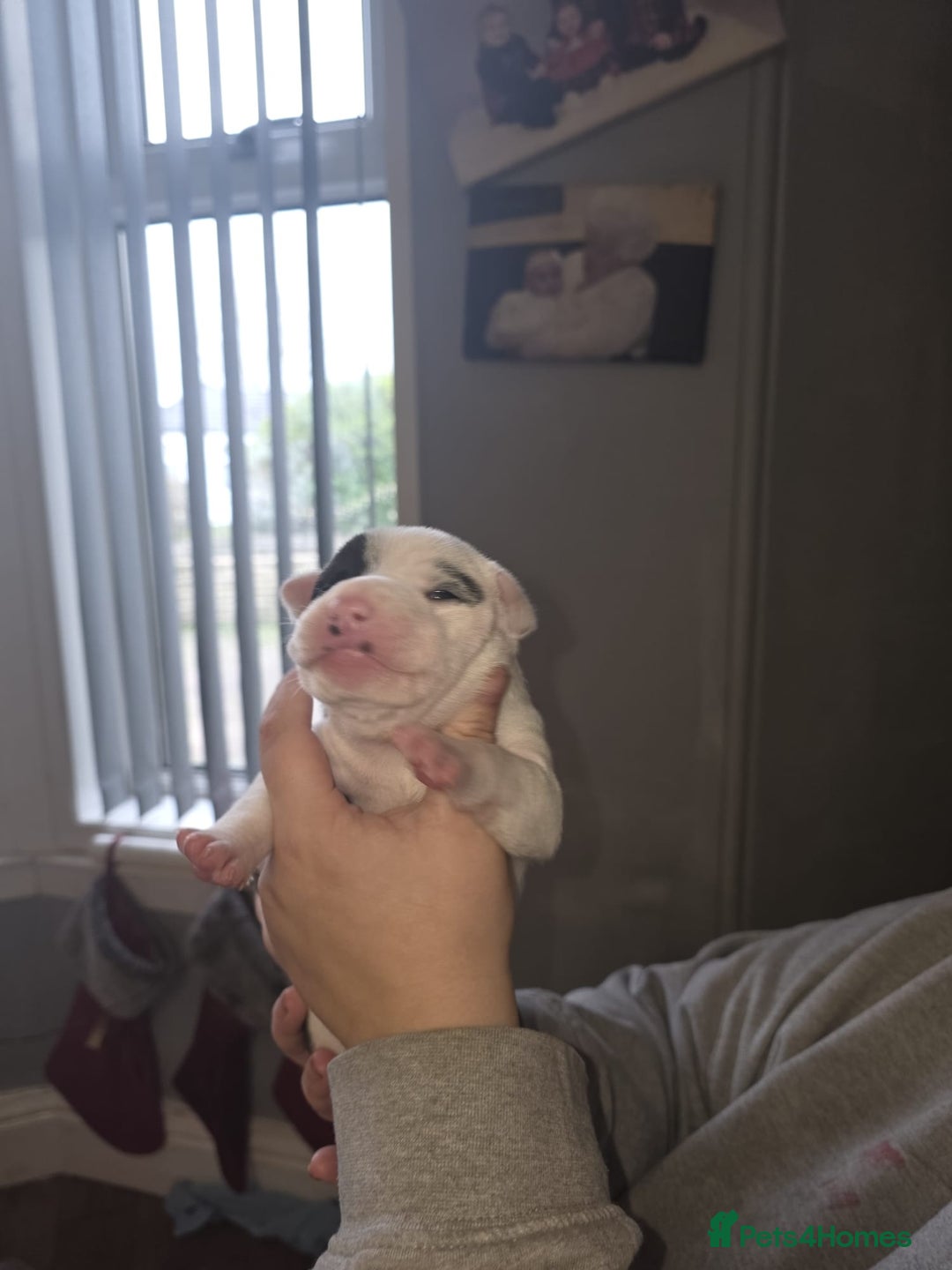Mixed Breed dogs for sale: Staff x american bulldog puppies - Advert 16